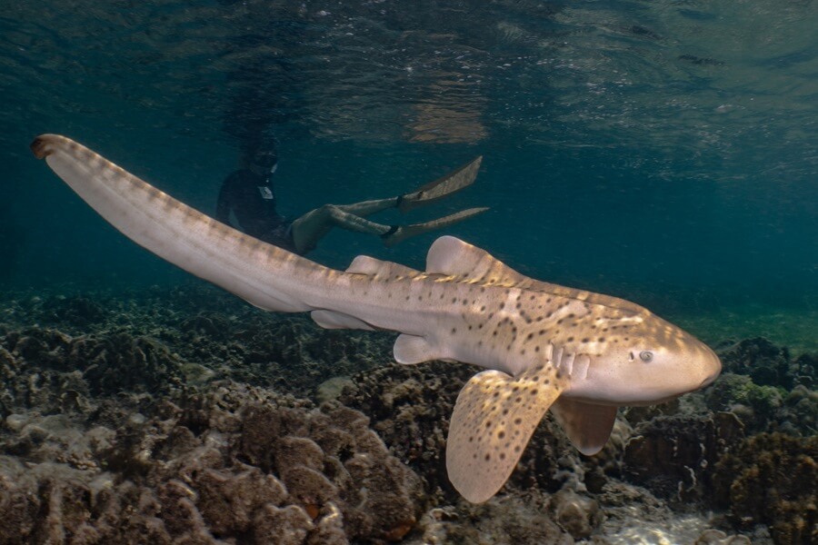 Superyacht, sailing yacht, phinisi, yacht charter, Indonesia, Raja Ampat, leopard sharks, marine conservation, Silolona Sojourns, Si Datu Bua, Cookson Adventures, ReShark, Sarah Seery, Dr Mark Erdmann, Nesha Ichida, Nick Davies